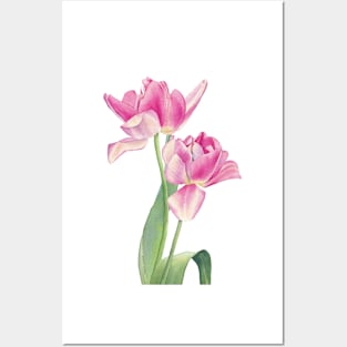 Pink tulips watercolor painting Posters and Art